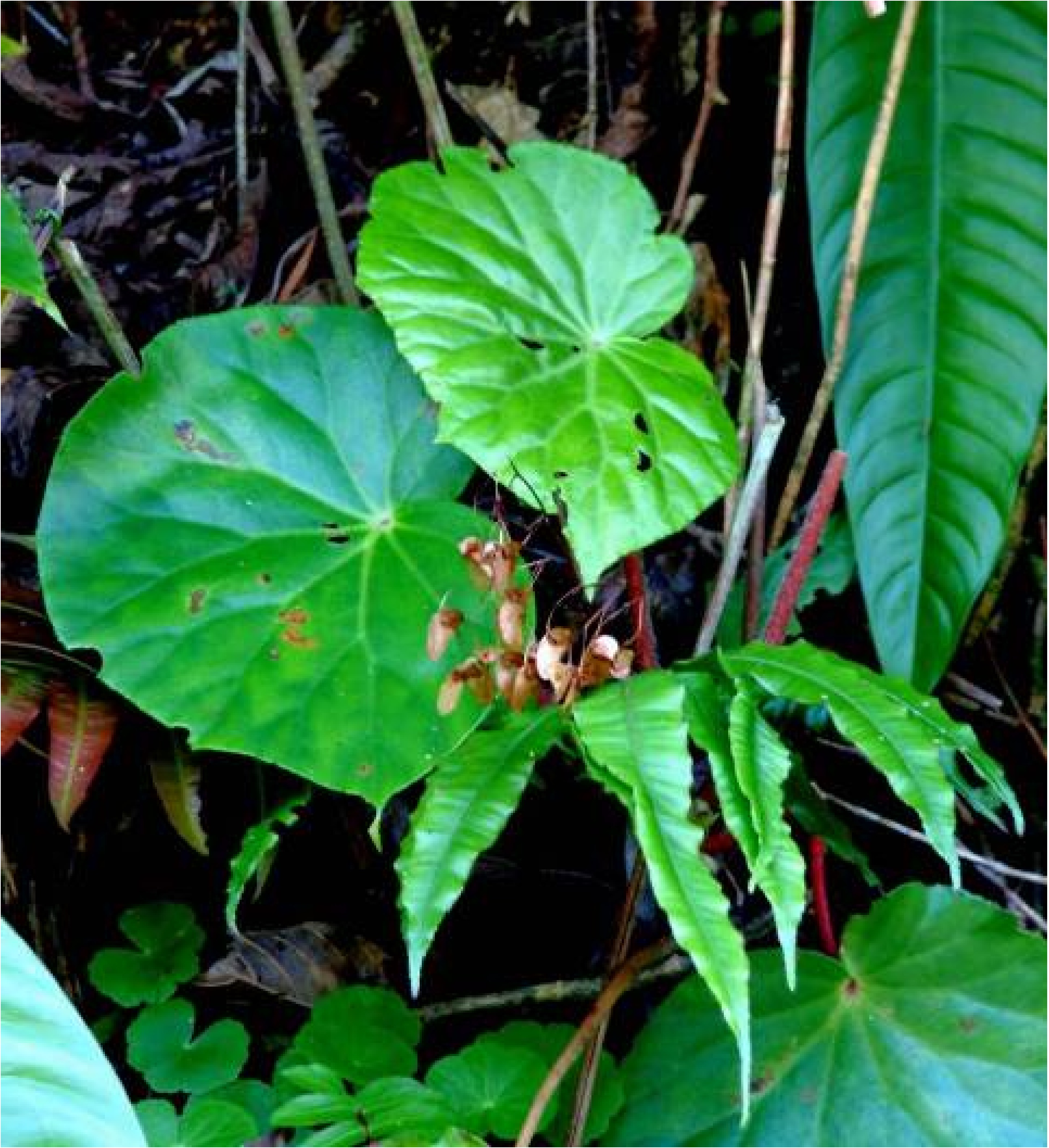 B. multinervia